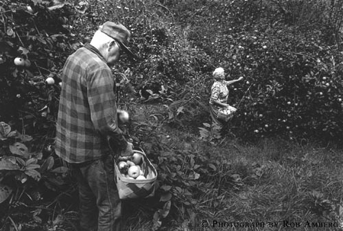 Image: An older couple picks apples from heavily laden apples trees in their orchard.